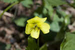 Downy yellow violet